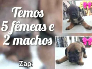 Cachorro raça Vira lata idade 2 a 6 meses nome Indefinido 