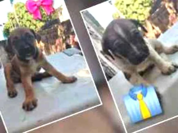 Cachorro ra a Vira lata idade 2 a 6 meses nome Indefinido 