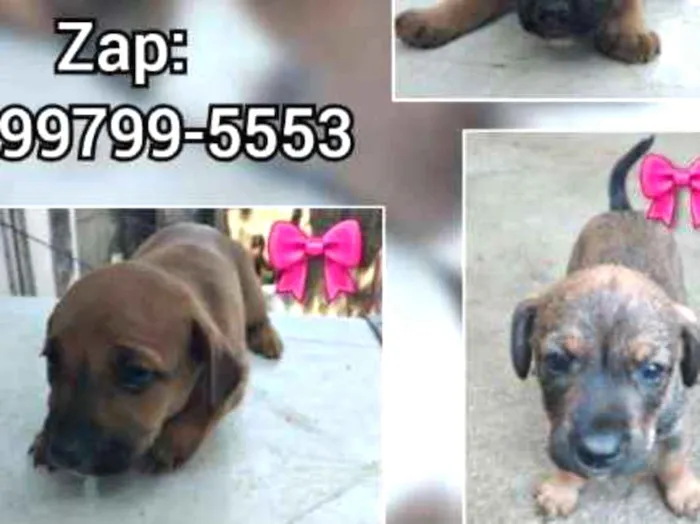 Cachorro ra a Vira lata idade 2 a 6 meses nome Indefinido 