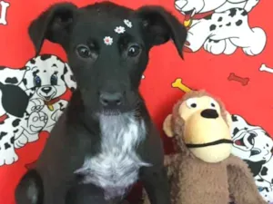 Cachorro raça SRD idade 2 a 6 meses nome Pink
