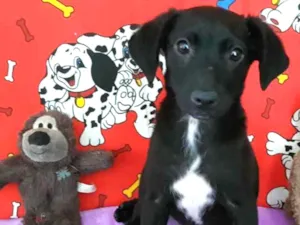 Cachorro raça SRD idade 2 a 6 meses nome Blue