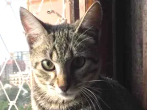 Gato raça SRD idade 2 a 6 meses nome Amora 