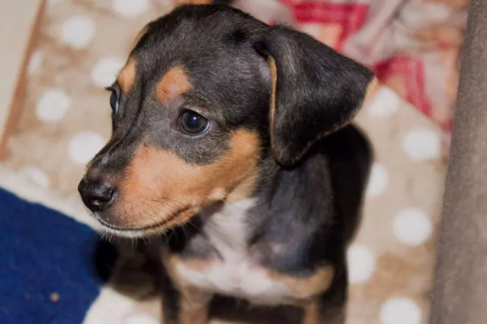 Cachorro ra a SRD idade 2 a 6 meses nome Petit