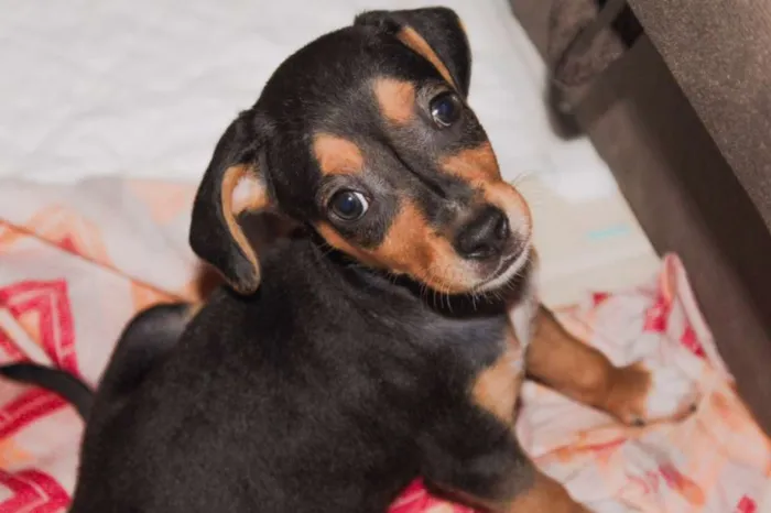 Cachorro ra a SRD idade 2 a 6 meses nome Petit