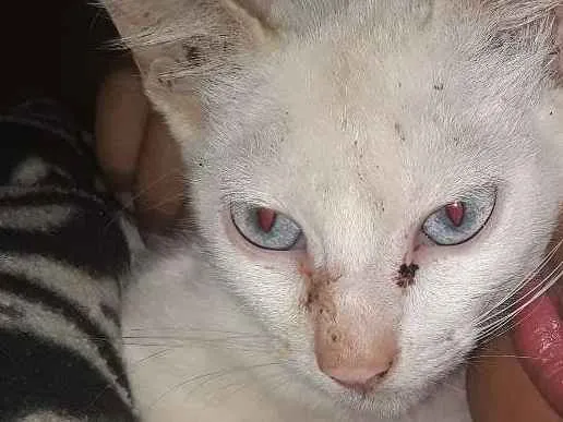 Gato ra a Não sei idade 3 anos nome Espirro