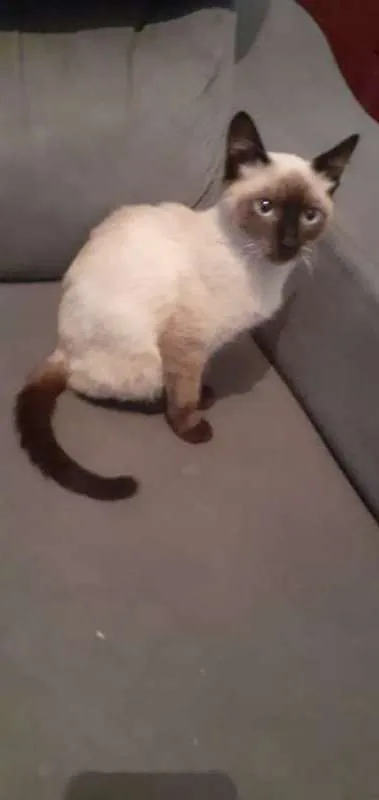 Gato ra a siames idade 2 a 6 meses nome CISCO