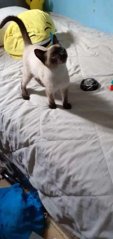 Gato ra a siames idade 2 a 6 meses nome CISCO