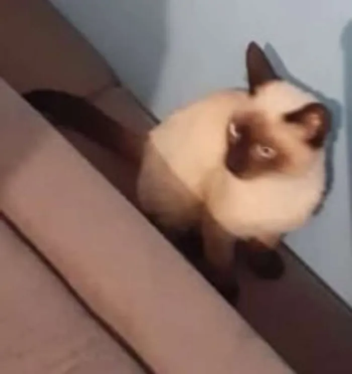 Gato ra a siames idade 2 a 6 meses nome CISCO