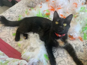 Gato raça SRD idade 7 a 11 meses nome SOL