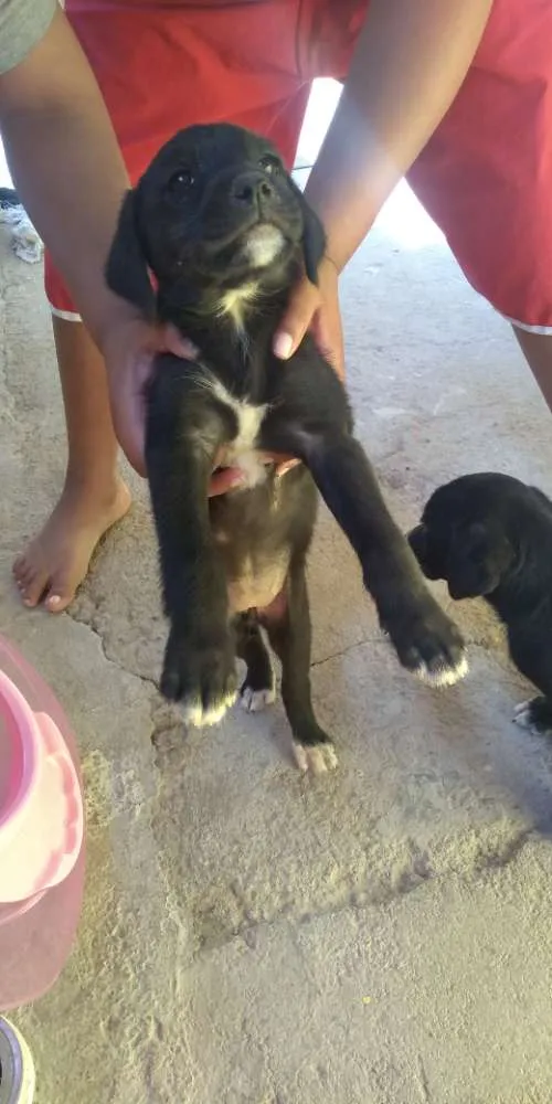 Cachorro ra a Vira lata idade Abaixo de 2 meses nome Filhotes