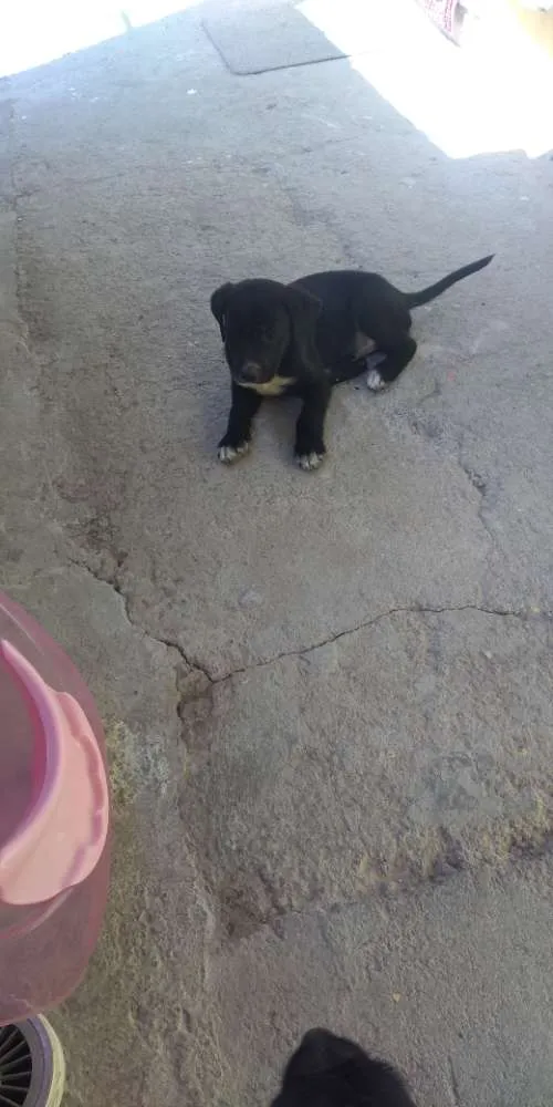 Cachorro ra a Vira lata idade Abaixo de 2 meses nome Filhotes