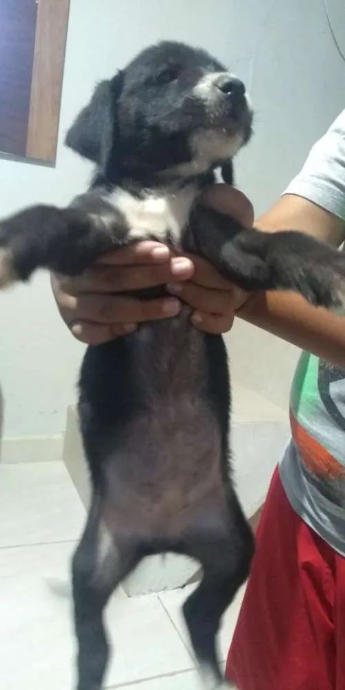 Cachorro ra a Vira lata idade Abaixo de 2 meses nome Filhotes