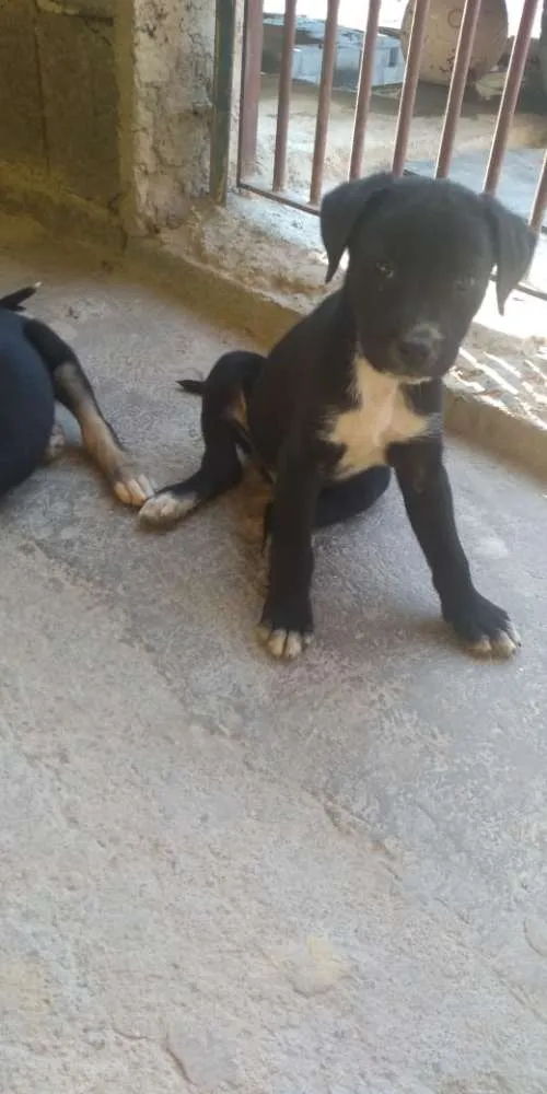 Cachorro ra a Vira lata idade Abaixo de 2 meses nome Filhotes