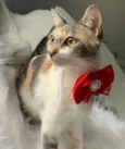 JASMIM