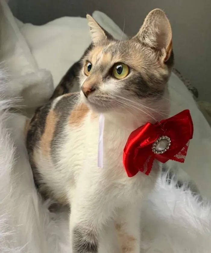 Gato ra a SRD idade 7 a 11 meses nome JASMIM