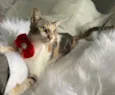 JASMIM