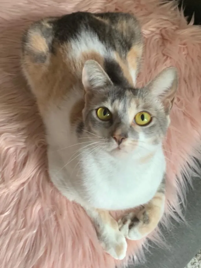 Gato ra a SRD idade 7 a 11 meses nome JASMIM