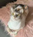 JASMIM