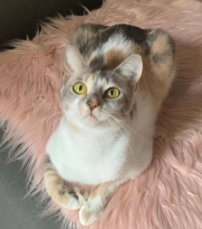 Gato ra a SRD idade 7 a 11 meses nome JASMIM