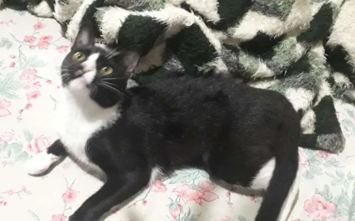 Gato ra a srd idade 7 a 11 meses nome Miau
