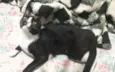Miau
