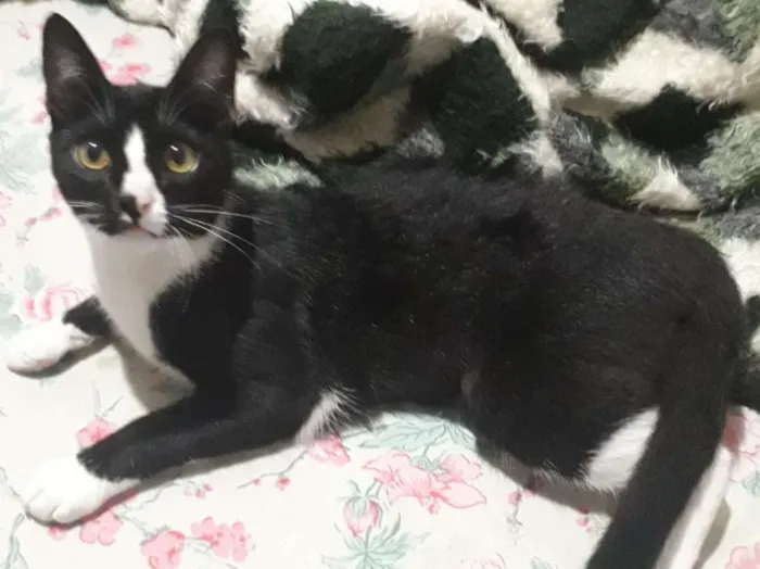 Gato ra a srd idade 7 a 11 meses nome Miau