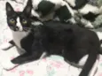 Miau