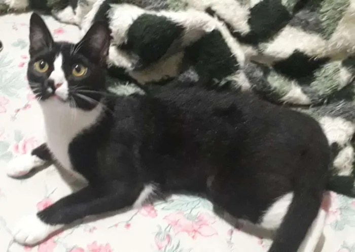 Gato ra a srd idade 7 a 11 meses nome Miau