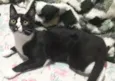 Miau