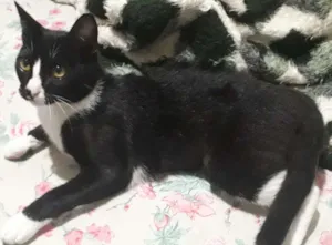 Gato raça srd idade 7 a 11 meses nome Miau