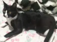 Miau