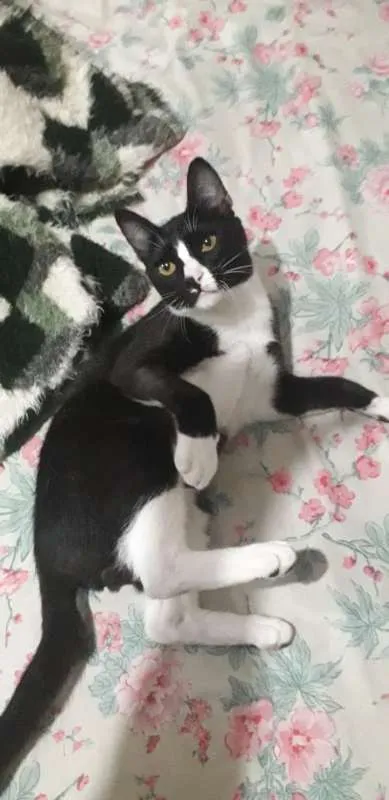 Gato ra a srd idade 7 a 11 meses nome Miau