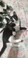 Miau