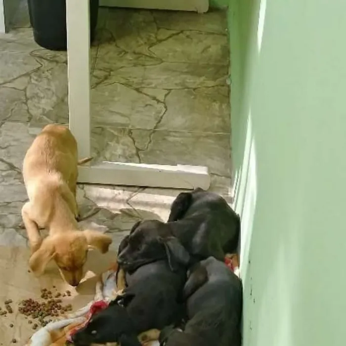 Cachorro ra a Não sei a raça idade Abaixo de 2 meses nome Não tenho nome