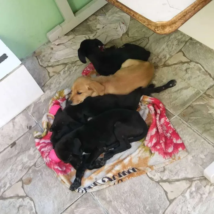 Cachorro ra a Não sei a raça idade Abaixo de 2 meses nome Não tenho nome