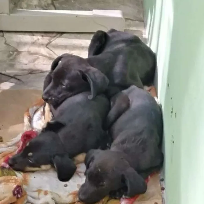 Cachorro ra a SRD idade Abaixo de 2 meses nome Novinhos