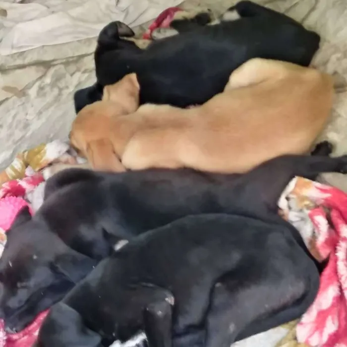 Cachorro ra a Não sei a raça idade Abaixo de 2 meses nome Não tenho nome