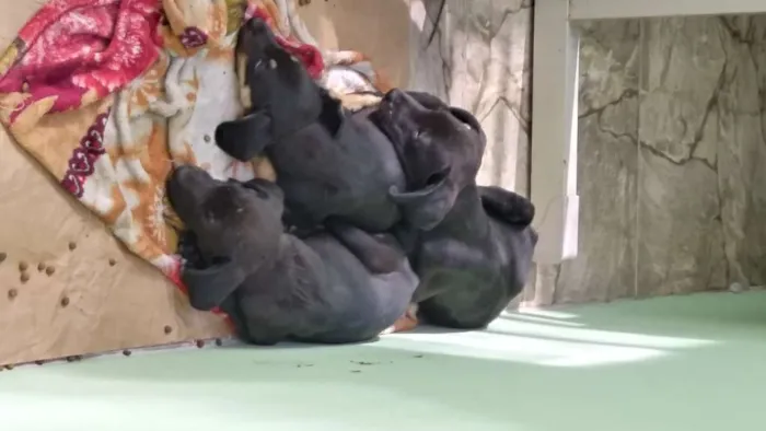 Cachorro ra a SRD idade Abaixo de 2 meses nome Novinhos