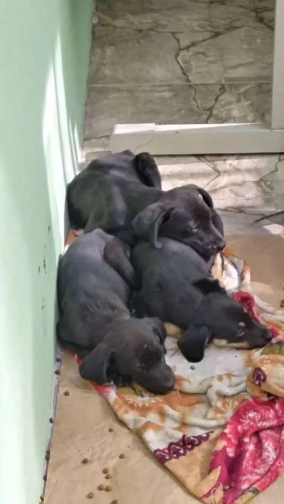 Cachorro ra a Não sei a raça idade Abaixo de 2 meses nome Não tenho nome