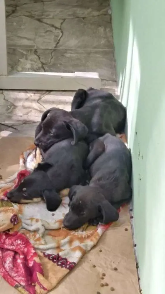 Cachorro ra a SRD idade Abaixo de 2 meses nome Novinhos