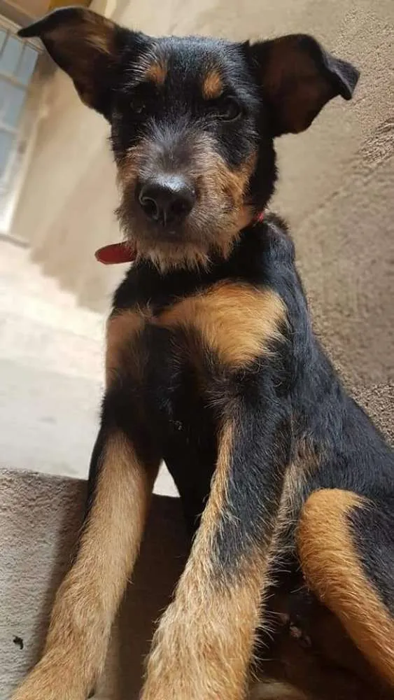 Cachorro ra a SRD idade 7 a 11 meses nome Angel