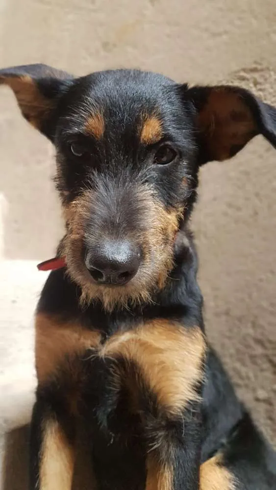 Cachorro ra a SRD idade 7 a 11 meses nome Angel