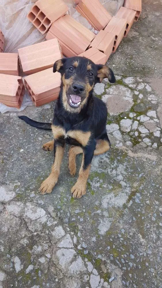 Cachorro ra a SRD idade 7 a 11 meses nome Angel