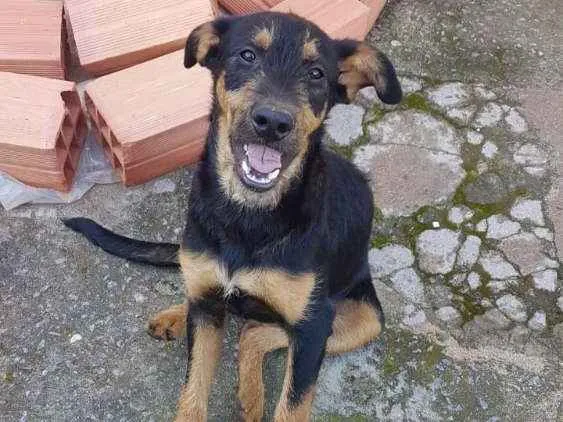 Cachorro ra a SRD idade 7 a 11 meses nome Angel