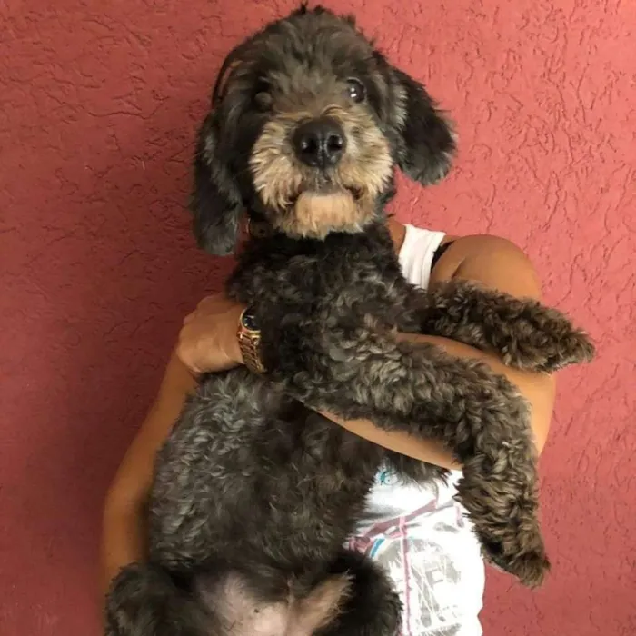 Cachorro ra a Poodle idade 1 ano nome Felipe