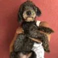 Felipe