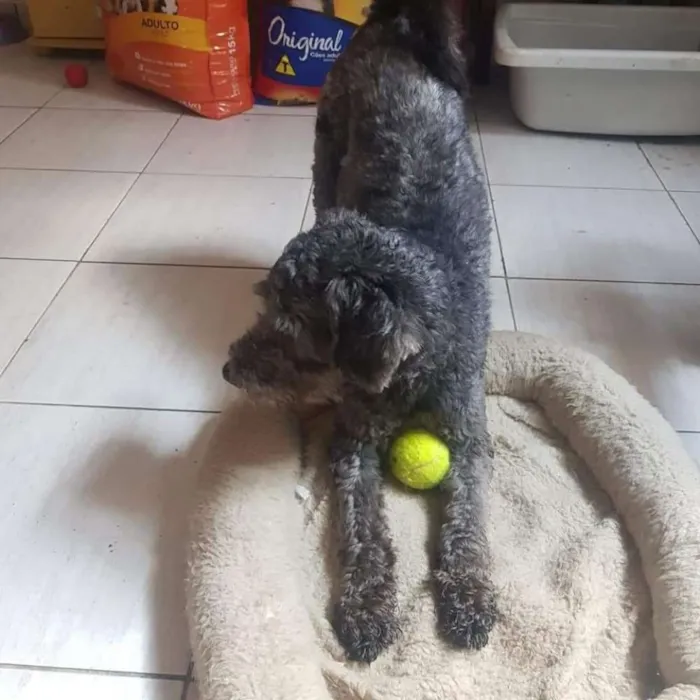 Cachorro ra a Poodle idade 1 ano nome Felipe