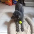 Felipe