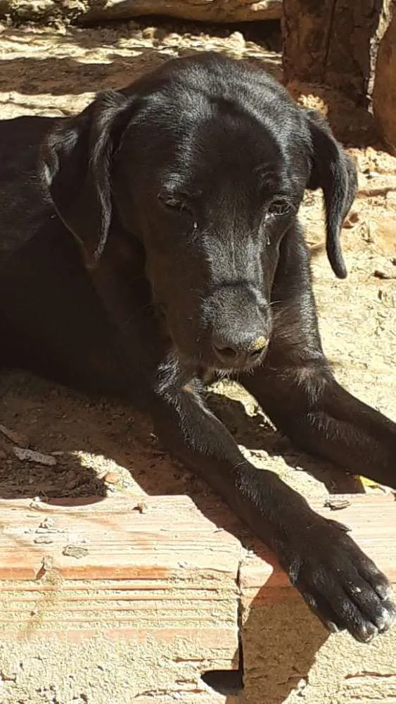 Cachorro ra a Indefinida idade 1 ano nome Não sei