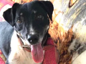 Cachorro raça Srd idade 3 anos nome Biel